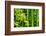 Asian Bamboo Forest with Morning Sunlight-Sofiaworld-Framed Photographic Print