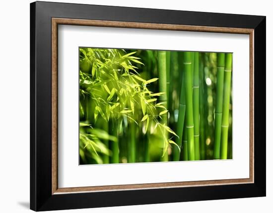 Asian Bamboo Forest with Morning Sunlight-Sofiaworld-Framed Photographic Print