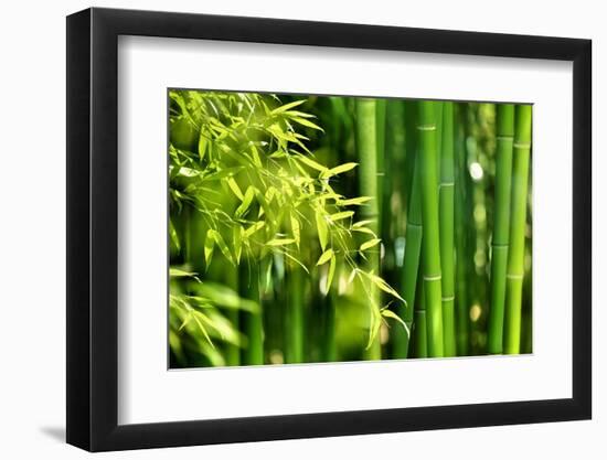 Asian Bamboo Forest with Morning Sunlight-Sofiaworld-Framed Photographic Print