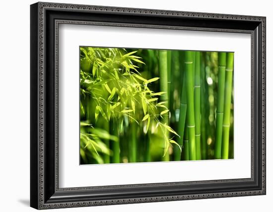 Asian Bamboo Forest with Morning Sunlight-Sofiaworld-Framed Photographic Print