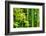 Asian Bamboo Forest with Morning Sunlight-Sofiaworld-Framed Photographic Print