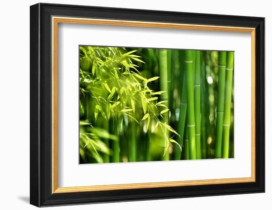 Asian Bamboo Forest with Morning Sunlight-Sofiaworld-Framed Photographic Print