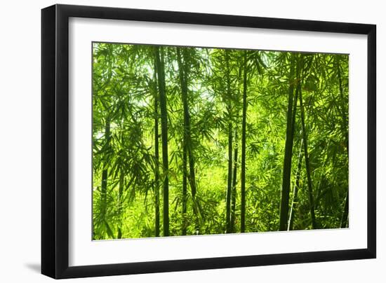 Asian Bamboo Forest with Morning Sunlight.-szefei-Framed Photographic Print