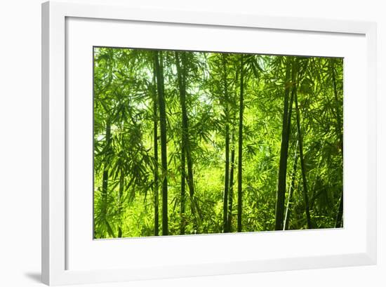 Asian Bamboo Forest with Morning Sunlight.-szefei-Framed Photographic Print