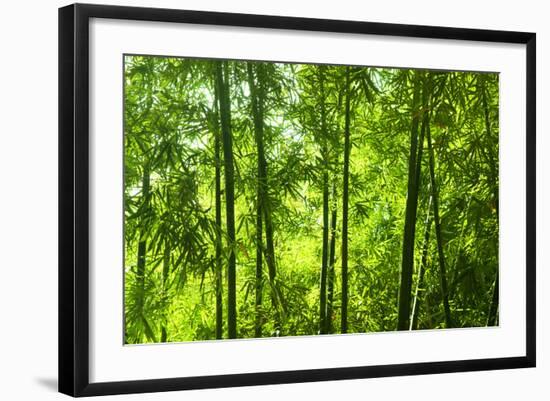 Asian Bamboo Forest with Morning Sunlight.-szefei-Framed Photographic Print