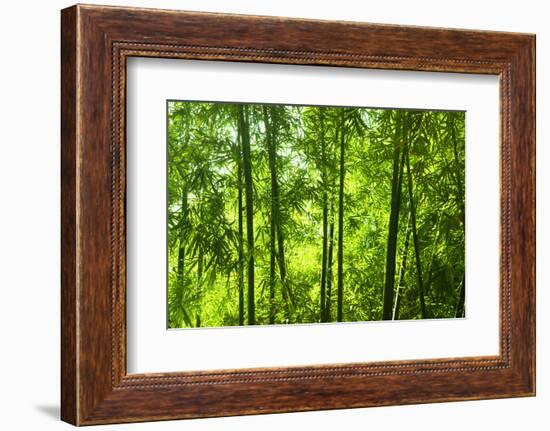 Asian Bamboo Forest with Morning Sunlight.-szefei-Framed Photographic Print