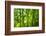 Asian Bamboo Forest with Morning Sunlight.-szefei-Framed Photographic Print