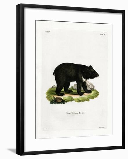 Asian Black Bear-null-Framed Giclee Print