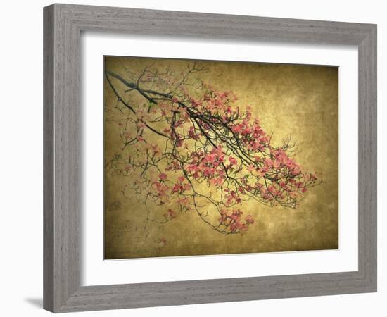 Asian Dogwood-Jessica Jenney-Framed Giclee Print