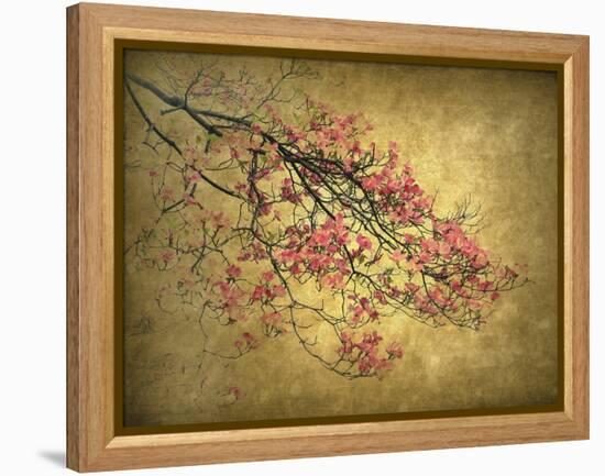 Asian Dogwood-Jessica Jenney-Framed Premier Image Canvas