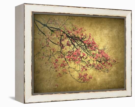 Asian Dogwood-Jessica Jenney-Framed Premier Image Canvas