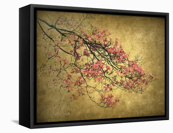 Asian Dogwood-Jessica Jenney-Framed Premier Image Canvas