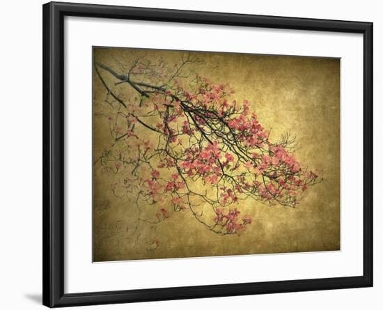 Asian Dogwood-Jessica Jenney-Framed Giclee Print