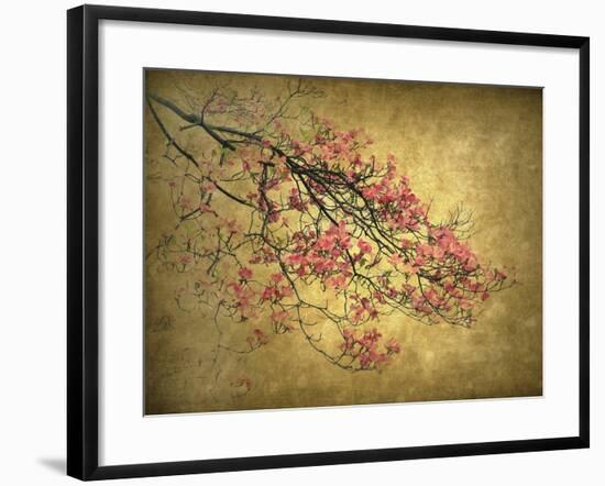 Asian Dogwood-Jessica Jenney-Framed Giclee Print