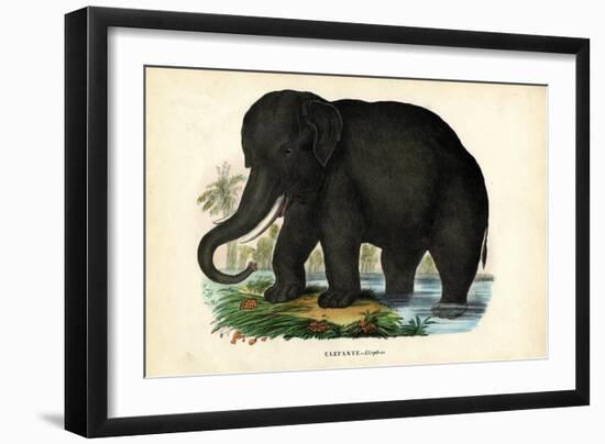 Asian Elephant, 1863-79-Raimundo Petraroja-Framed Giclee Print