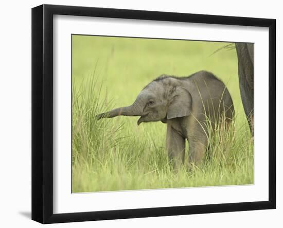 Asian Elephant,Corbett National Park, Uttaranchal, India-Jagdeep Rajput-Framed Photographic Print