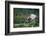 asian elephant dust bathing, bardia national park, terai, nepal-karine aigner-Framed Photographic Print