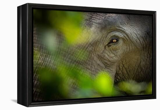 asian elephant eye detail through foliage, nepal-karine aigner-Framed Premier Image Canvas