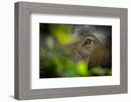 asian elephant eye detail through foliage, nepal-karine aigner-Framed Photographic Print