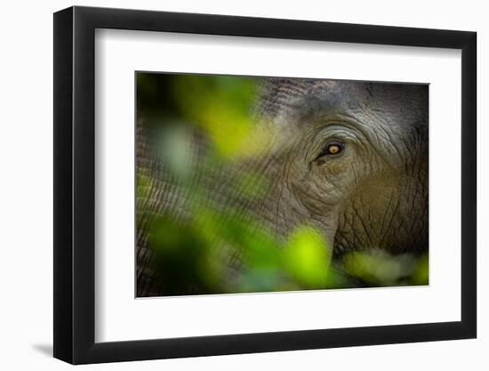 asian elephant eye detail through foliage, nepal-karine aigner-Framed Photographic Print