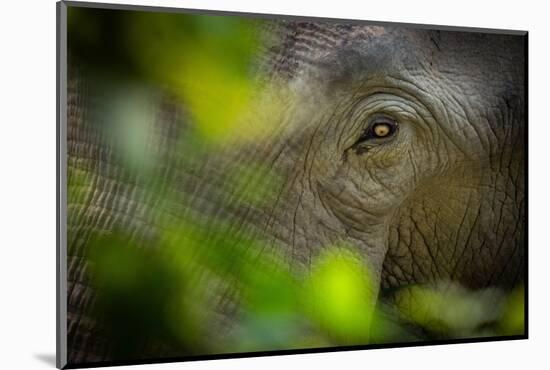 asian elephant eye detail through foliage, nepal-karine aigner-Mounted Photographic Print
