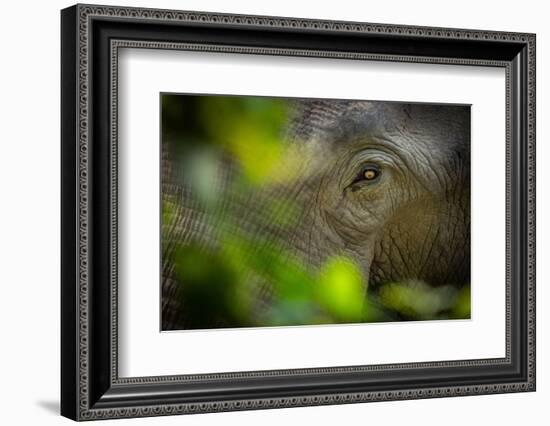 asian elephant eye detail through foliage, nepal-karine aigner-Framed Photographic Print