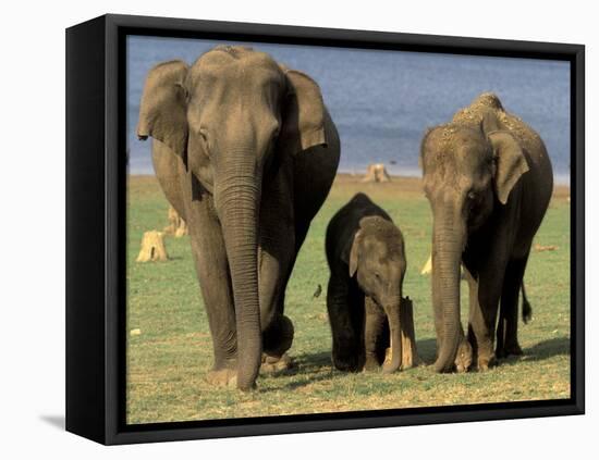 Asian Elephant Family, Nagarhole National Park, India-Gavriel Jecan-Framed Premier Image Canvas