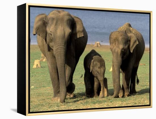 Asian Elephant Family, Nagarhole National Park, India-Gavriel Jecan-Framed Premier Image Canvas