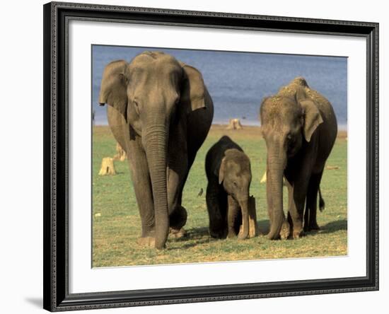 Asian Elephant Family, Nagarhole National Park, India-Gavriel Jecan-Framed Photographic Print