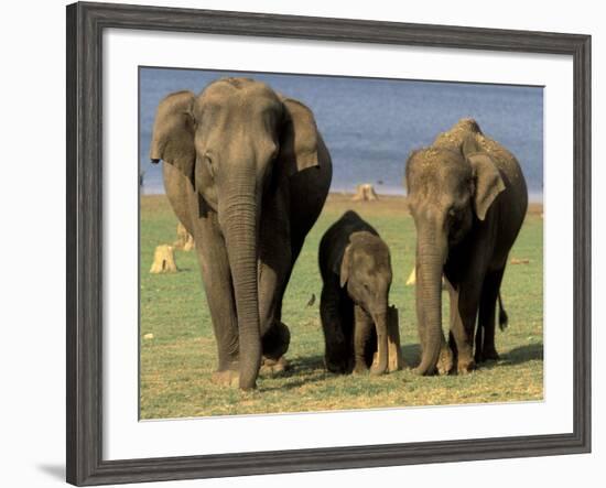 Asian Elephant Family, Nagarhole National Park, India-Gavriel Jecan-Framed Photographic Print