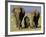 Asian Elephant Family, Nagarhole National Park, India-Gavriel Jecan-Framed Photographic Print