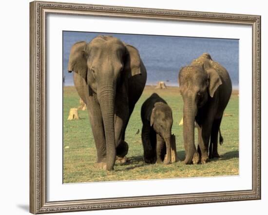 Asian Elephant Family, Nagarhole National Park, India-Gavriel Jecan-Framed Photographic Print