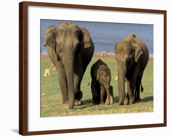 Asian Elephant Family, Nagarhole National Park, India-Gavriel Jecan-Framed Photographic Print