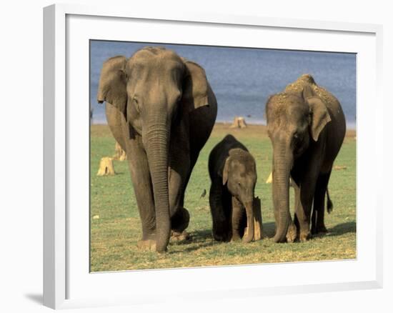 Asian Elephant Family, Nagarhole National Park, India-Gavriel Jecan-Framed Photographic Print