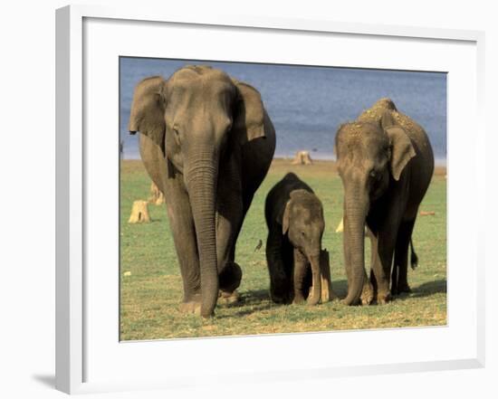 Asian Elephant Family, Nagarhole National Park, India-Gavriel Jecan-Framed Photographic Print