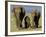 Asian Elephant Family, Nagarhole National Park, India-Gavriel Jecan-Framed Photographic Print