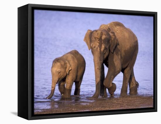 Asian Elephant Family, Nagarhole National Park, India-Gavriel Jecan-Framed Premier Image Canvas