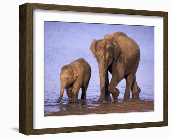 Asian Elephant Family, Nagarhole National Park, India-Gavriel Jecan-Framed Photographic Print