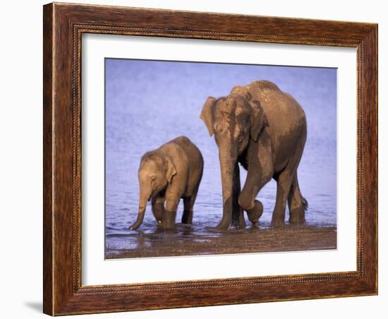 Asian Elephant Family, Nagarhole National Park, India-Gavriel Jecan-Framed Photographic Print