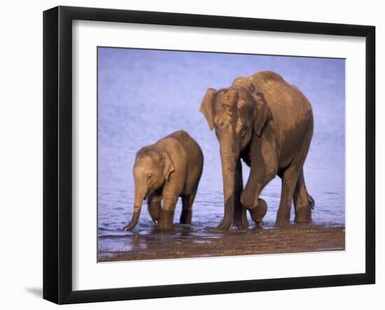 Asian Elephant Family, Nagarhole National Park, India-Gavriel Jecan-Framed Photographic Print