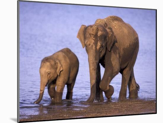 Asian Elephant Family, Nagarhole National Park, India-Gavriel Jecan-Mounted Photographic Print