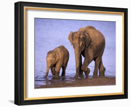 Asian Elephant Family, Nagarhole National Park, India-Gavriel Jecan-Framed Photographic Print