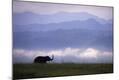 Photographic Print
