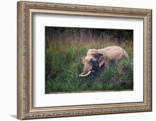 asian elephant standing in long grass, nepal-karine aigner-Framed Photographic Print