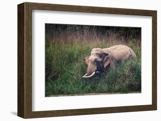 asian elephant standing in long grass, nepal-karine aigner-Framed Photographic Print