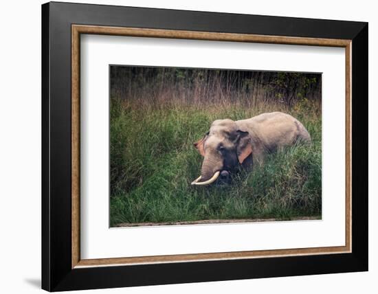 asian elephant standing in long grass, nepal-karine aigner-Framed Photographic Print