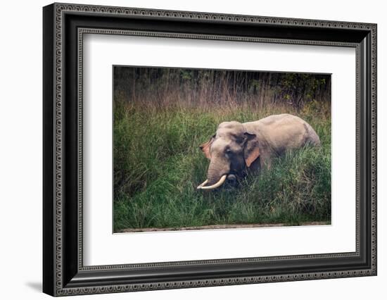 asian elephant standing in long grass, nepal-karine aigner-Framed Photographic Print