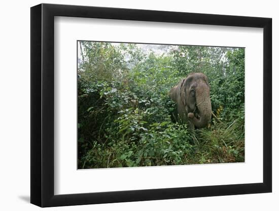 Asian Elephant Standing in Thick Brush-Paul Souders-Framed Photographic Print