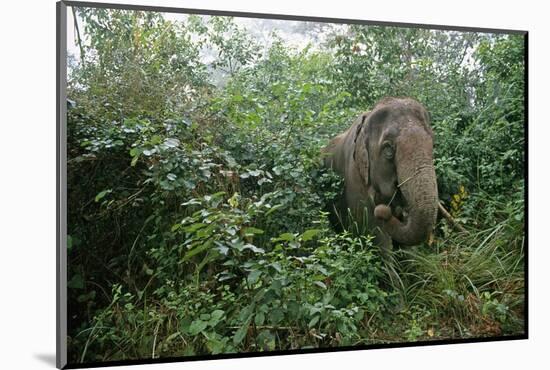 Asian Elephant Standing in Thick Brush-Paul Souders-Mounted Photographic Print
