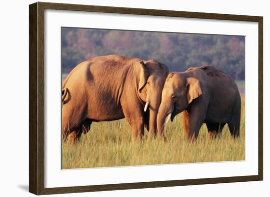 Asian Elephant Two Touching Heads-null-Framed Photographic Print